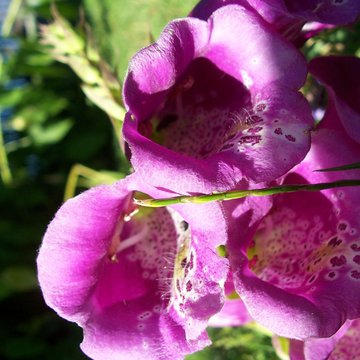 Lorem ipsum dolor sit amet