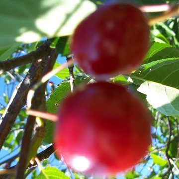 Lorem ipsum dolor sit amet