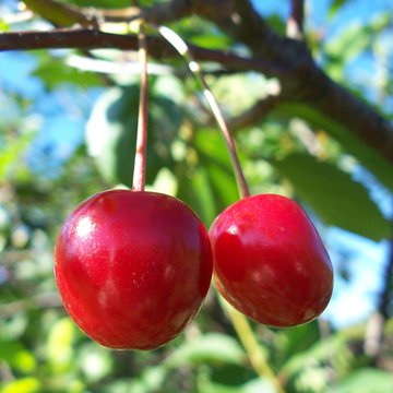 Lorem ipsum dolor sit amet