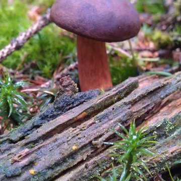 Lorem ipsum dolor sit amet