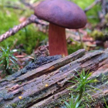 Lorem ipsum dolor sit amet