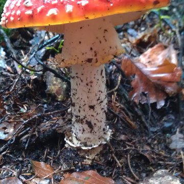 Lorem ipsum dolor sit amet