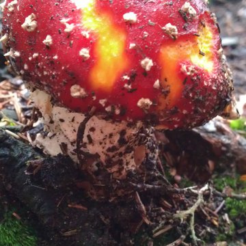 Lorem ipsum dolor sit amet