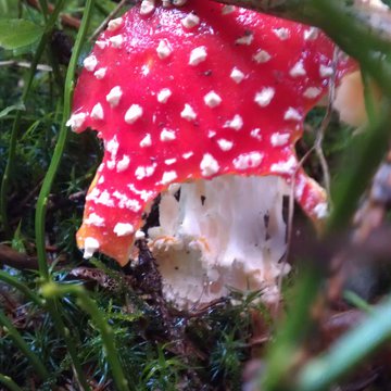 Lorem ipsum dolor sit amet