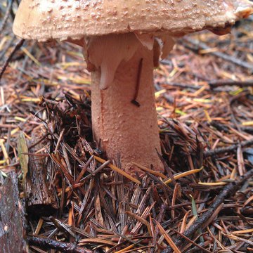 Lorem ipsum dolor sit amet