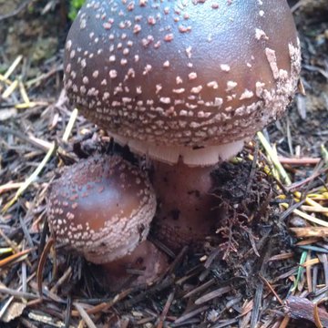 Lorem ipsum dolor sit amet