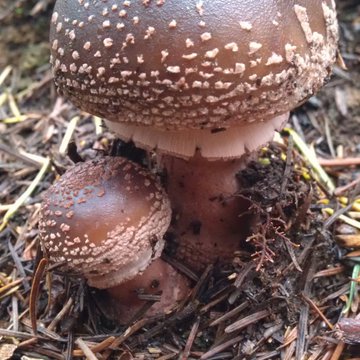 Lorem ipsum dolor sit amet