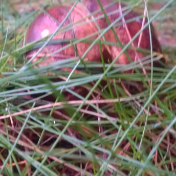 Lorem ipsum dolor sit amet