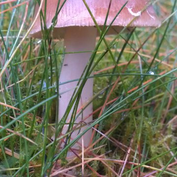 Lorem ipsum dolor sit amet