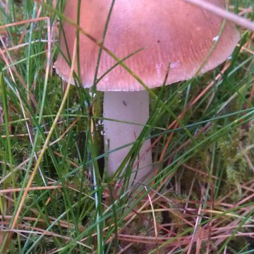 Lorem ipsum dolor sit amet