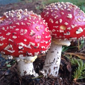 Lorem ipsum dolor sit amet